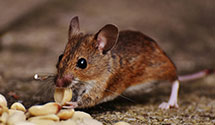24 Hour & Emergency Exterminators in State Hospital, SC